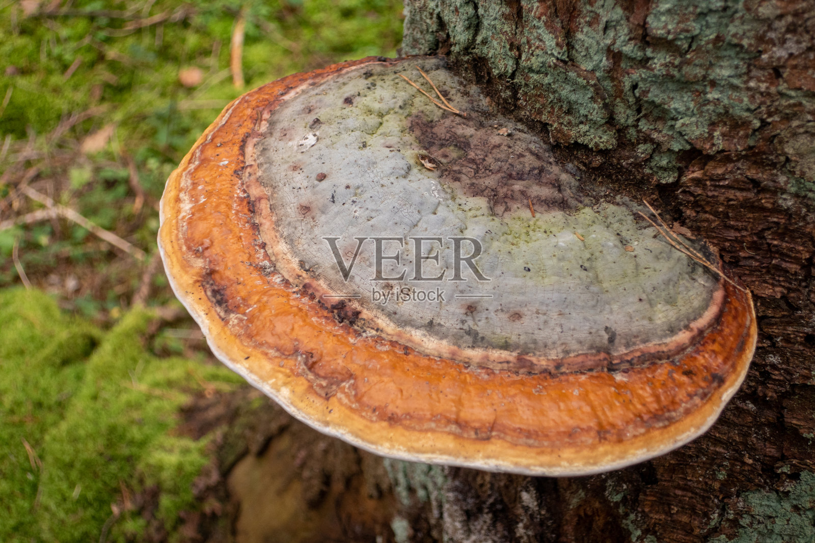 树干上蘑菇的特写镜头照片摄影图片