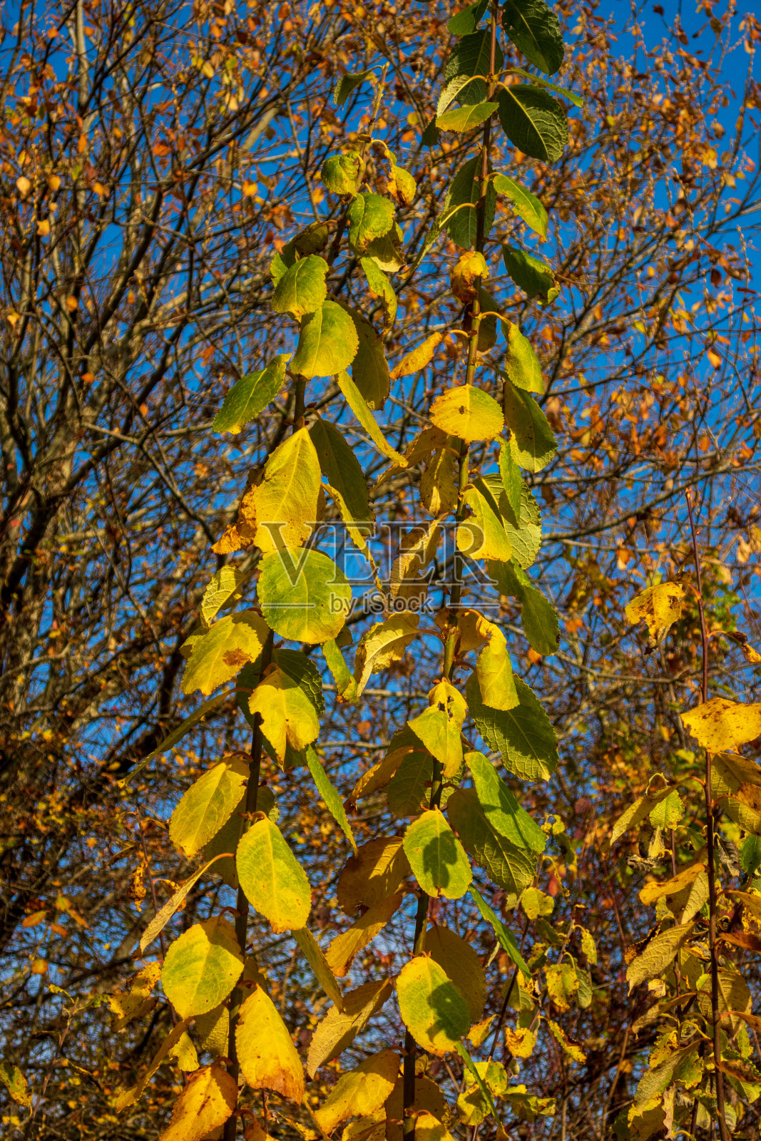 Herbstblätter照片摄影图片