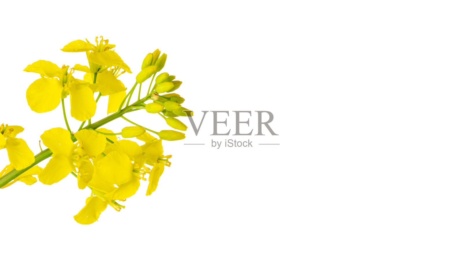 油菜孤立。油菜籽植物，菜籽为绿色能源。田间健康食用油菜花。春天黄金开花。照片摄影图片