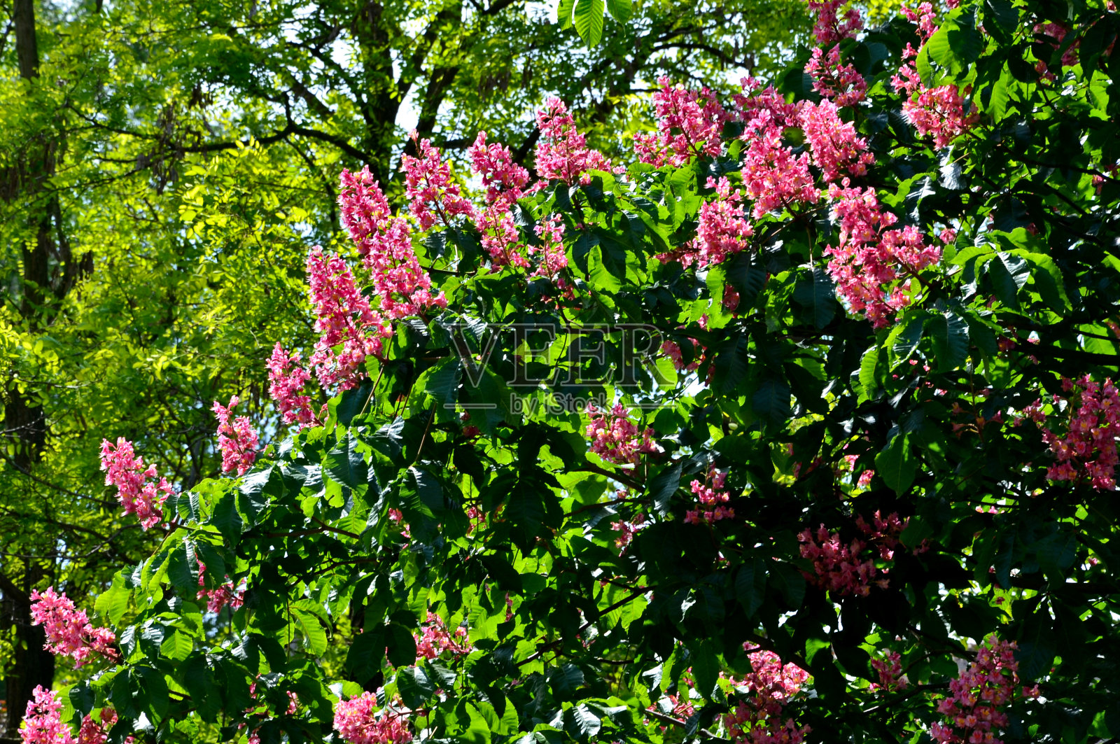 红栗树在公园的植物园里盛开。花朵就像圣诞树上的蜡烛。照片摄影图片
