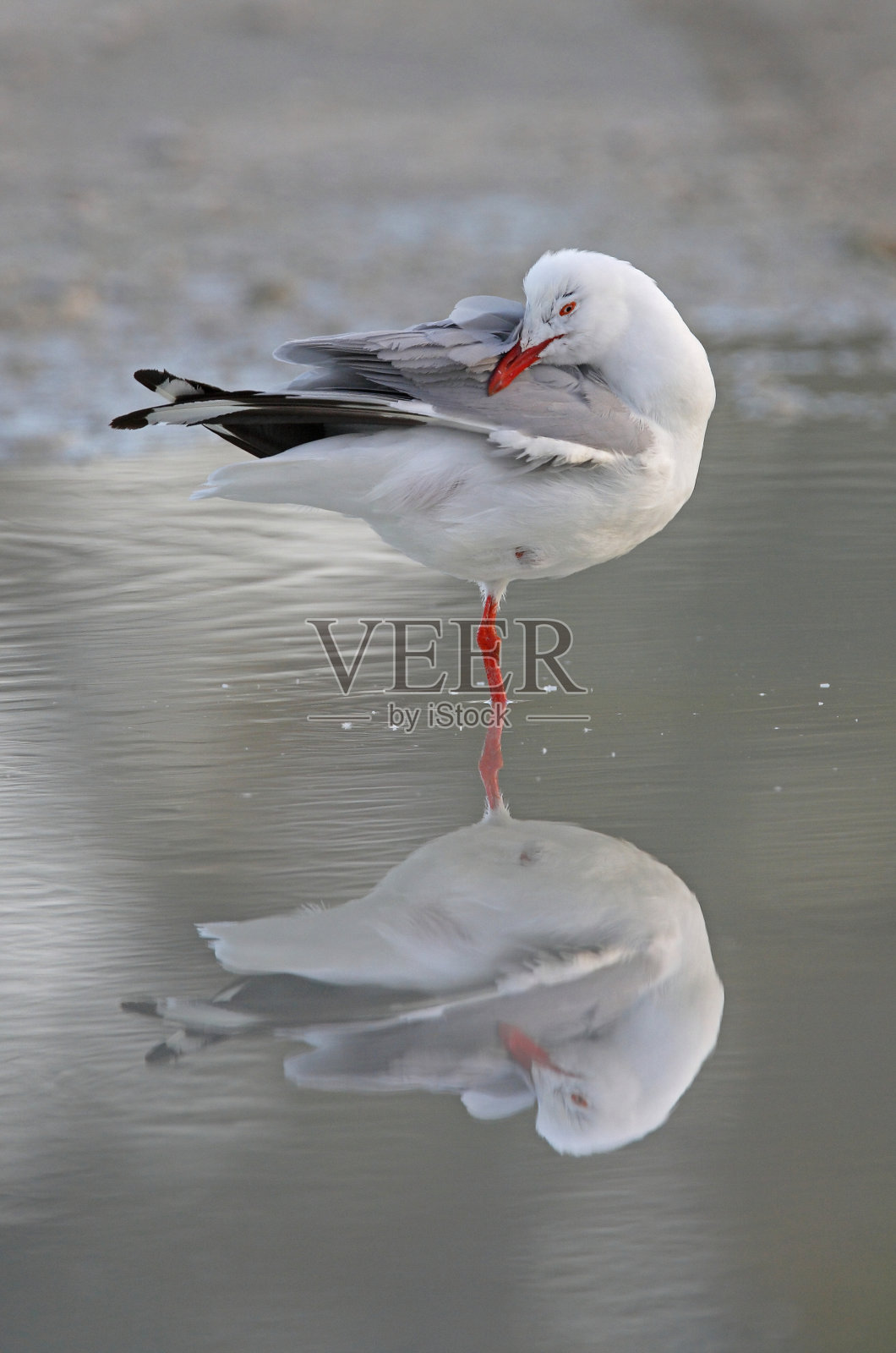 银鸥照片摄影图片