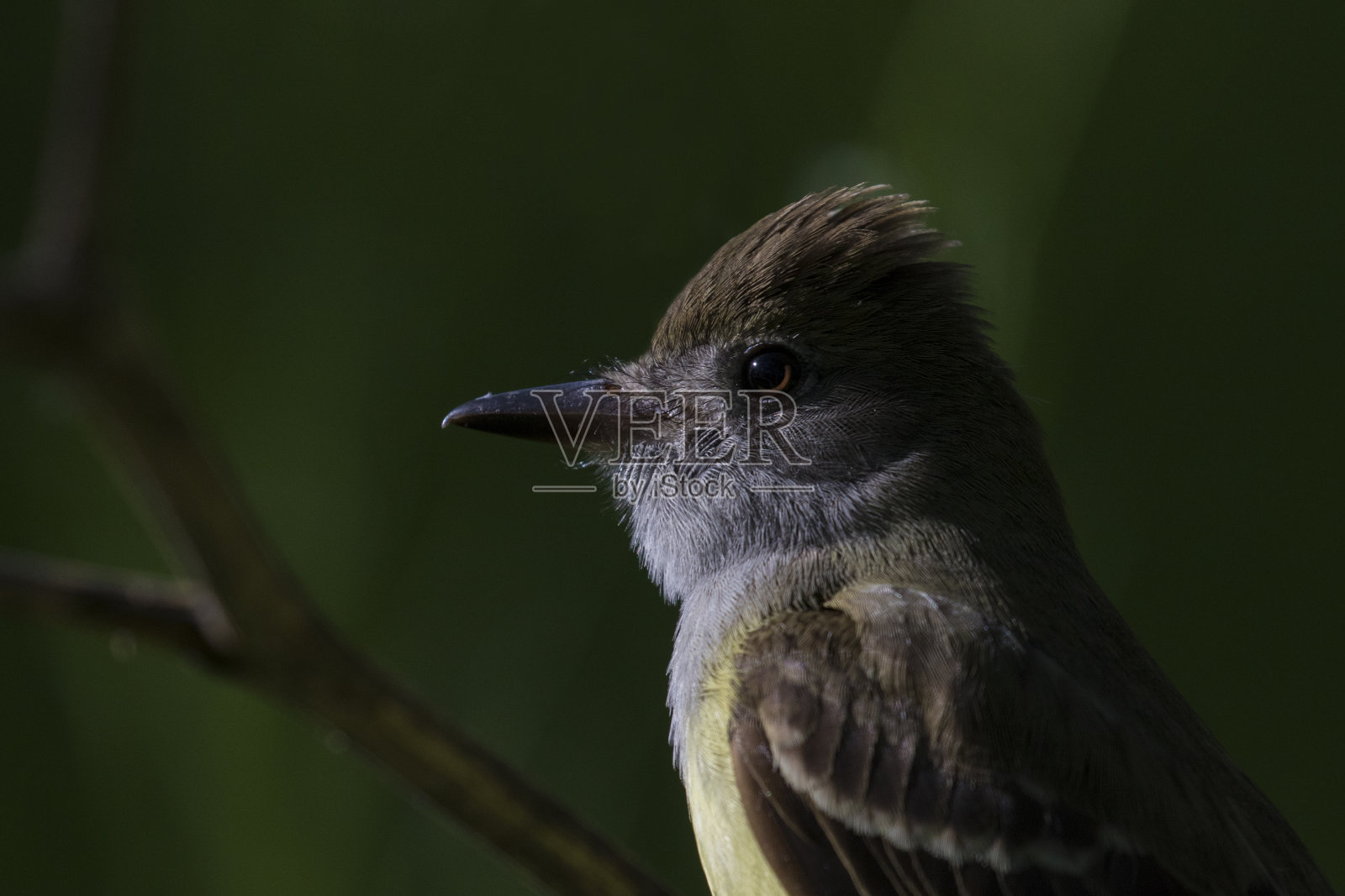 大冠捕蝇草照片摄影图片