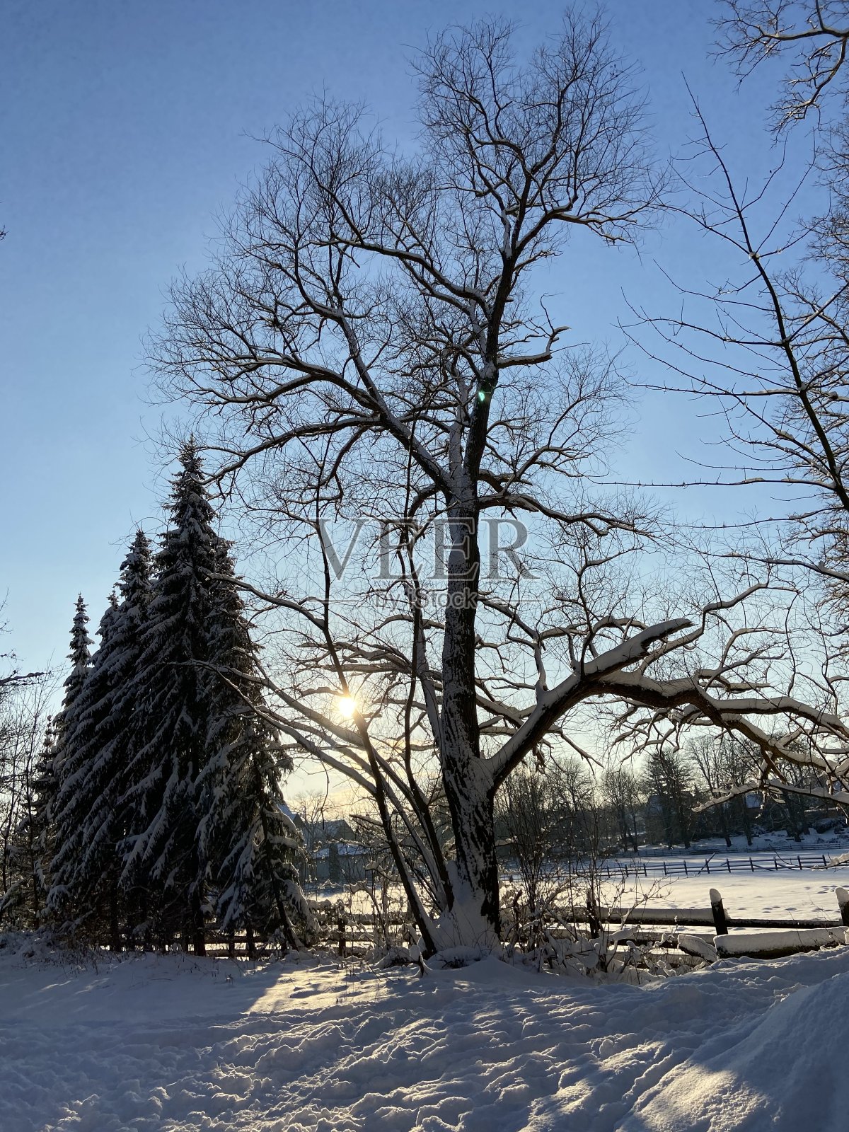 树木和冬日的阳光照片摄影图片