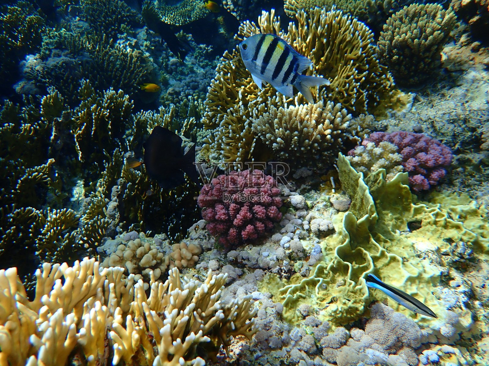 令人惊叹的海底珊瑚礁景观，红海，埃及照片摄影图片