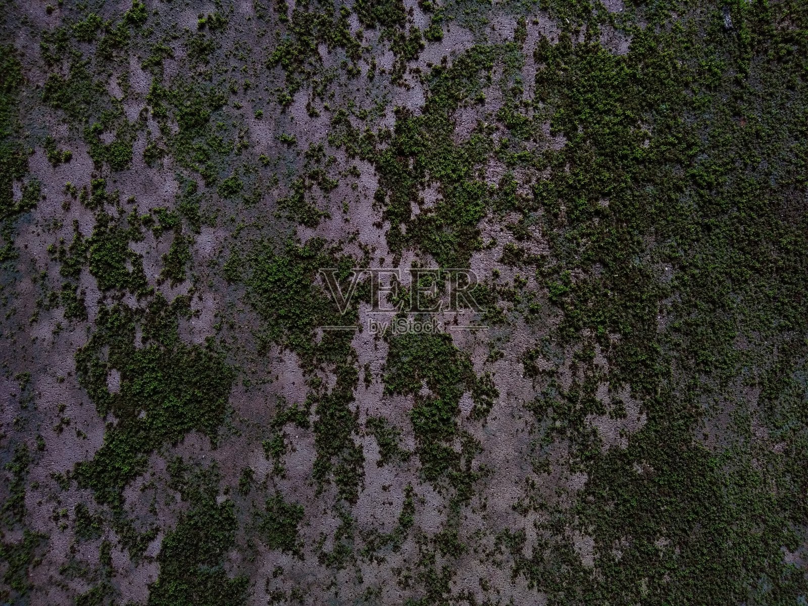 墙上长满青苔，背景是垃圾墙照片摄影图片