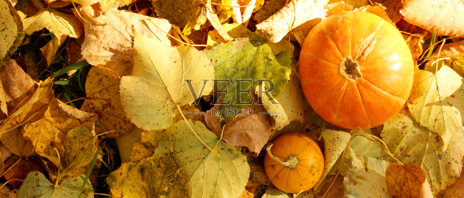 两个橙色的南瓜并排躺在秋叶的背景下。从以上观点。秋天的卡片上有南瓜。金色的秋天。秋天的心情。南瓜在户外。万圣节。副本的空间。横幅照片摄影图片