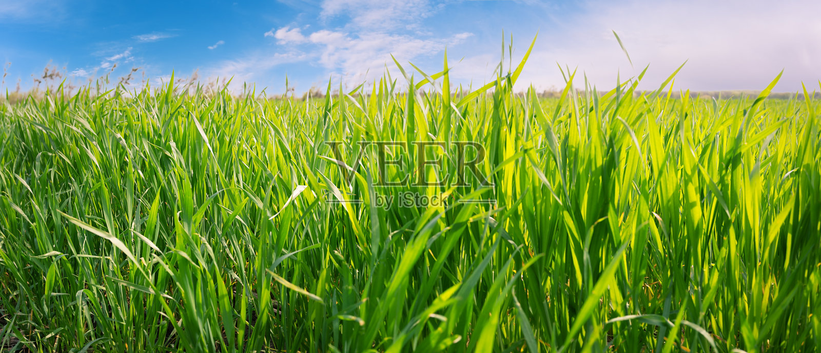 绿色的草映衬着蓝色的天空照片摄影图片