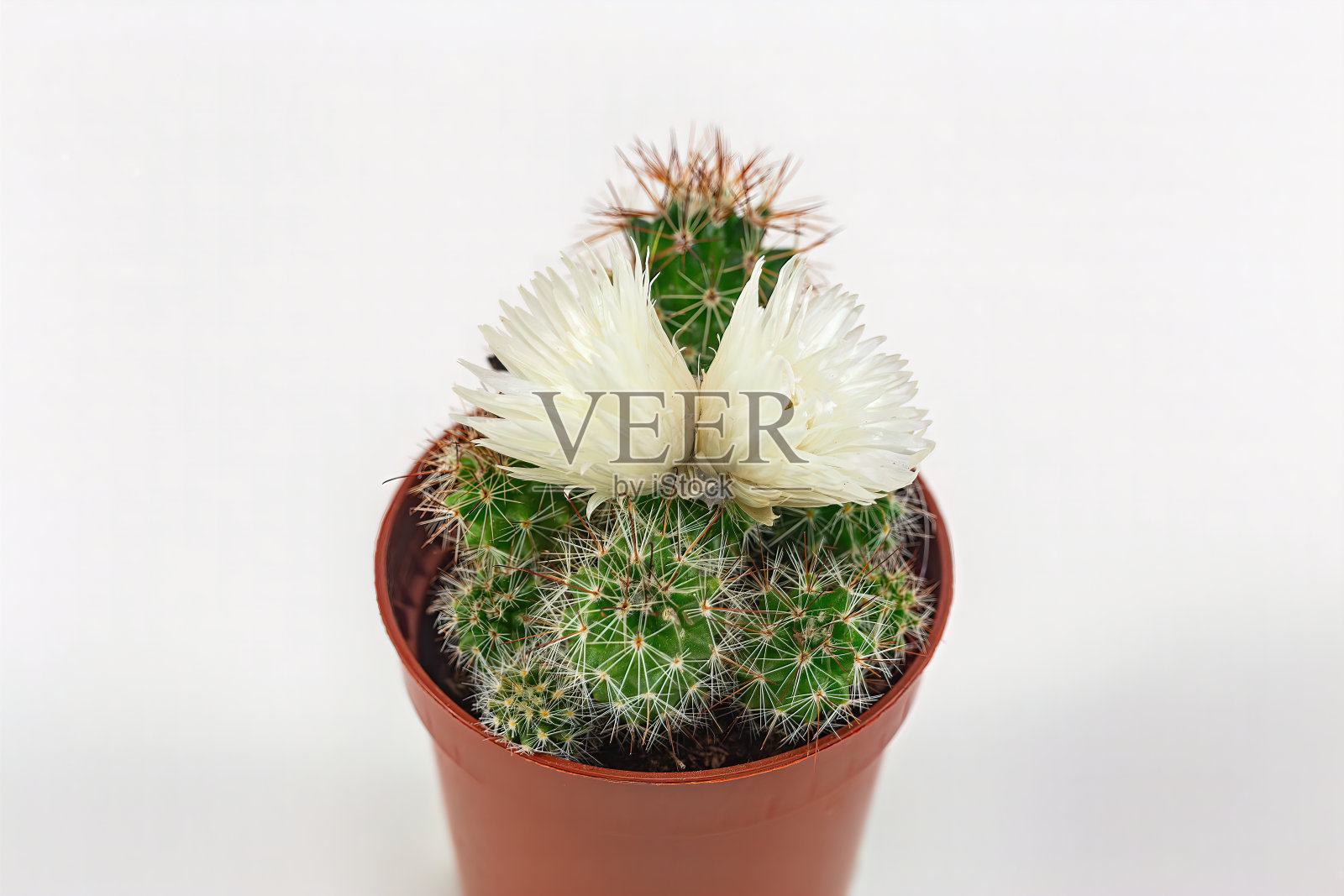 白色背景上的白花仙人掌照片摄影图片