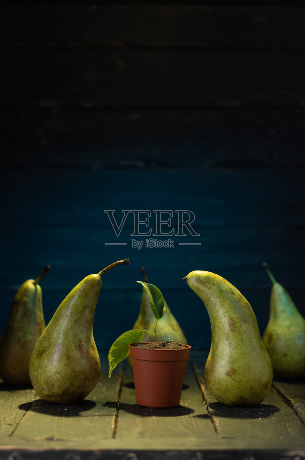 梨和植物。生长在梨子中间的树。关于出生主题的静物画。照片摄影图片