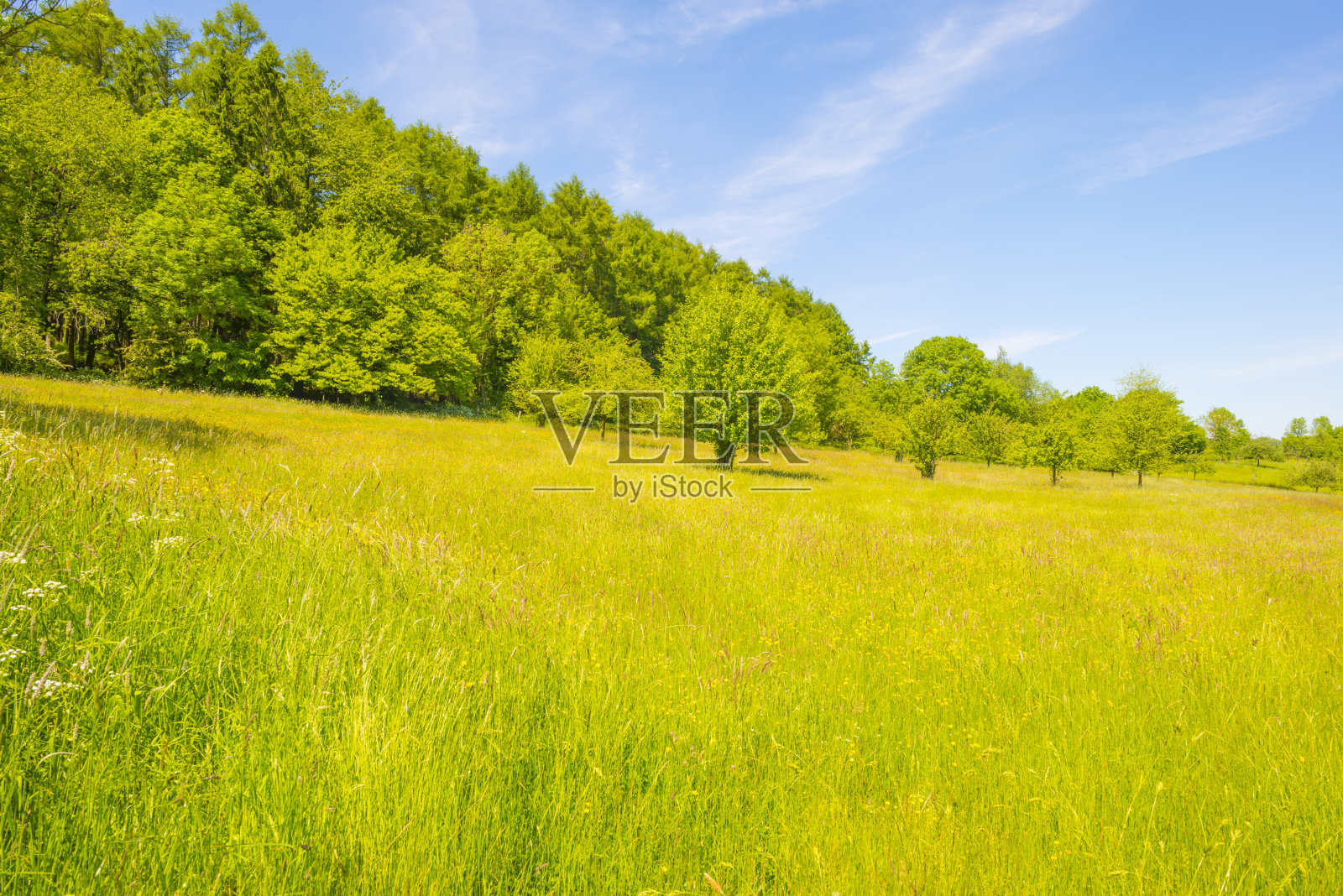 田野和树木在一个绿色的丘陵草地景观下的蓝天在春天的阳光照片摄影图片