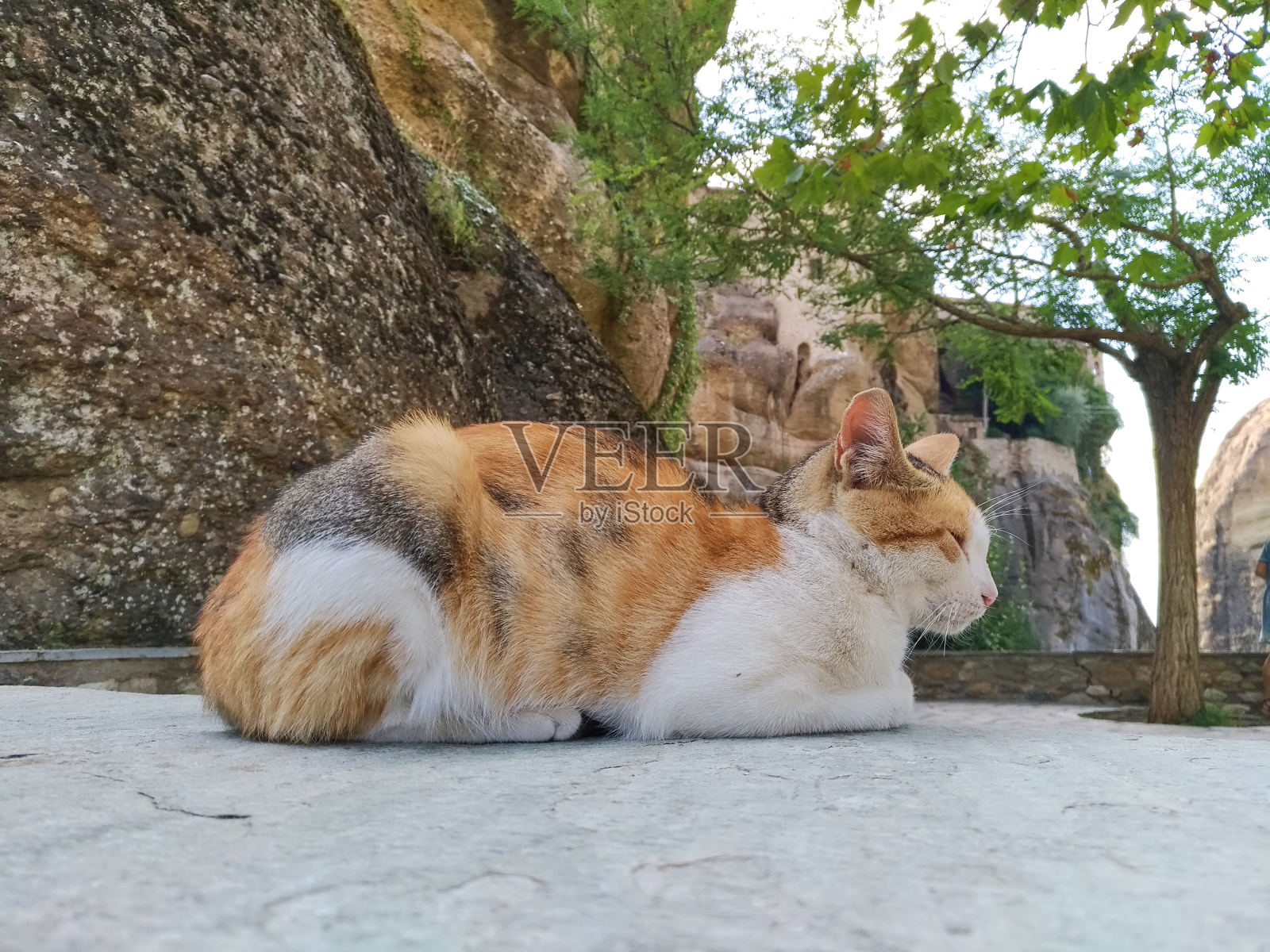 一只猫坐在阴影下照片摄影图片