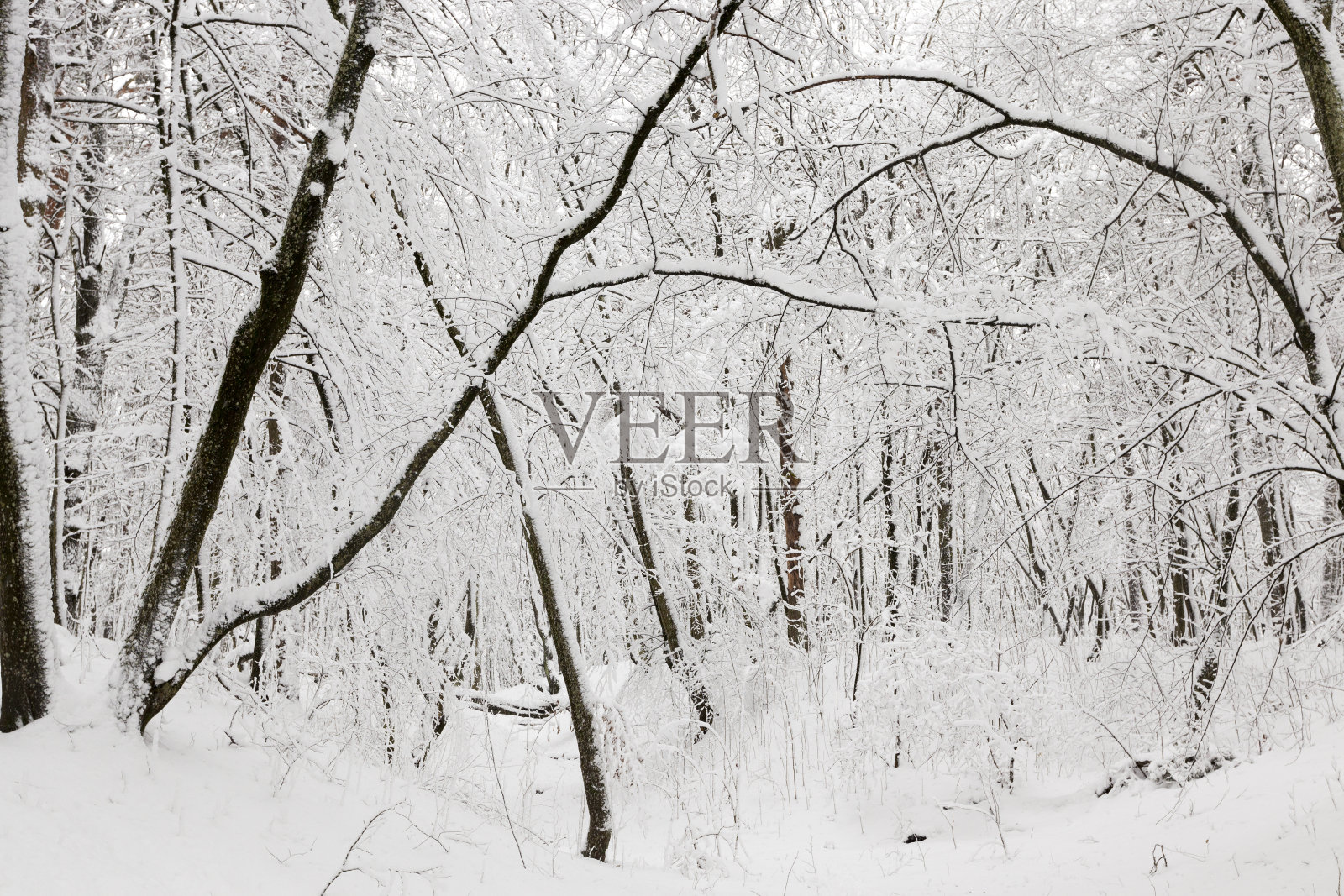 冬天有大量光秃秃的落叶树照片摄影图片