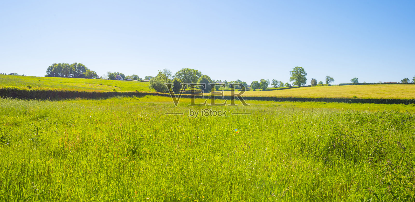 田野和树木在一个绿色的丘陵草地景观下的蓝天在春天的阳光照片摄影图片