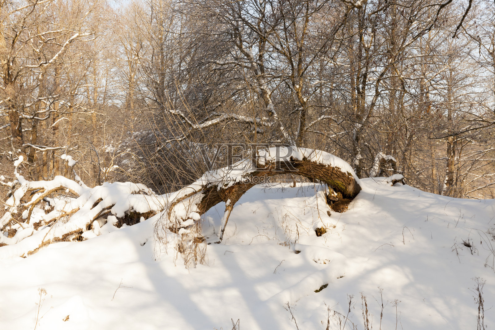 冬天雪地里光秃秃的落叶树照片摄影图片