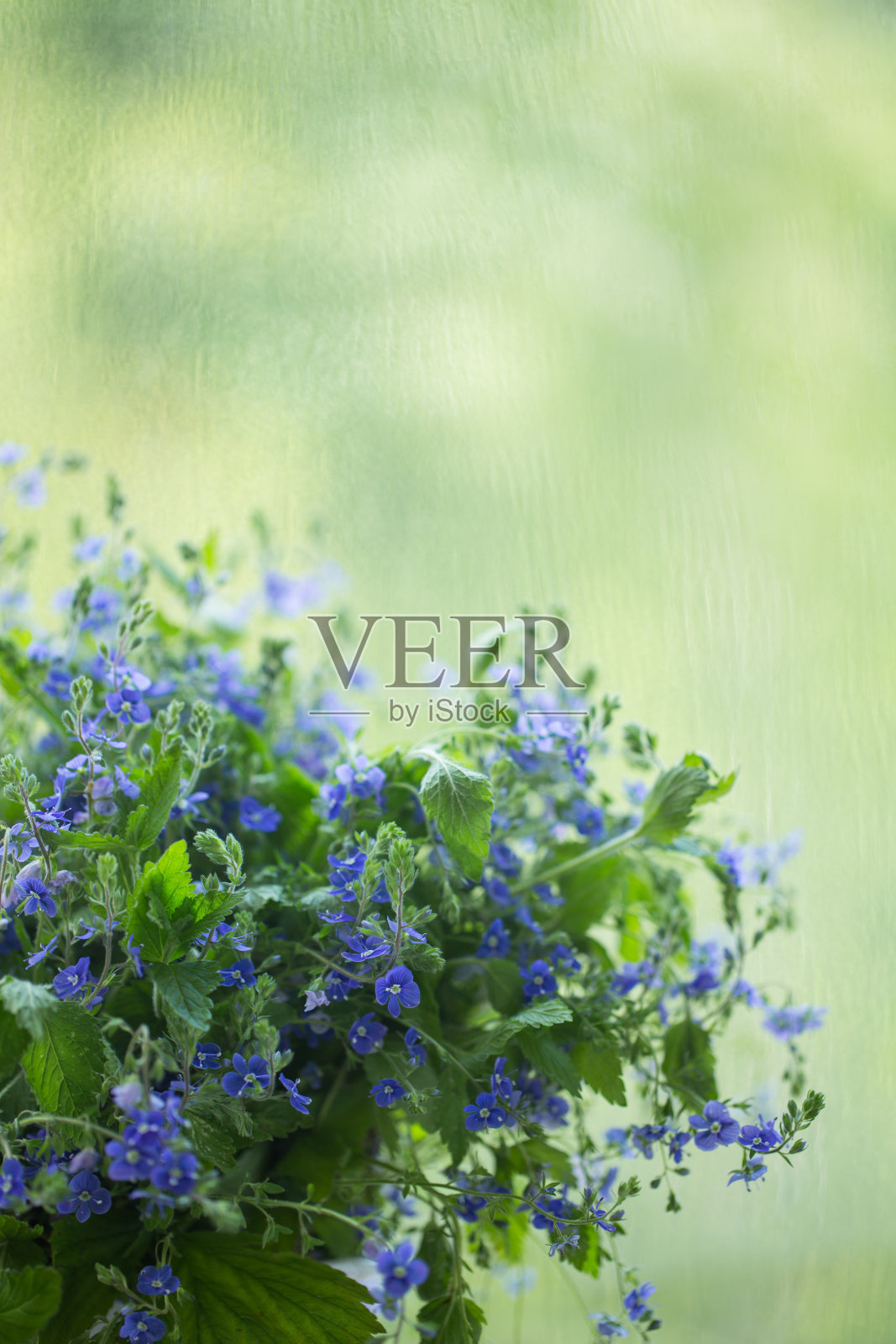 维罗妮卡的蓝色花朵，花束在一个模糊的自然背景，选择性聚焦。照片摄影图片