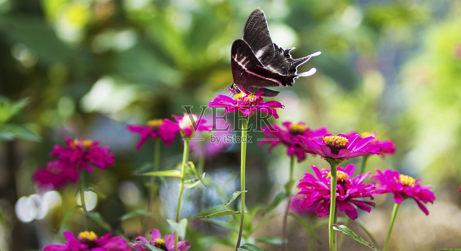蝴蝶在花照片摄影图片