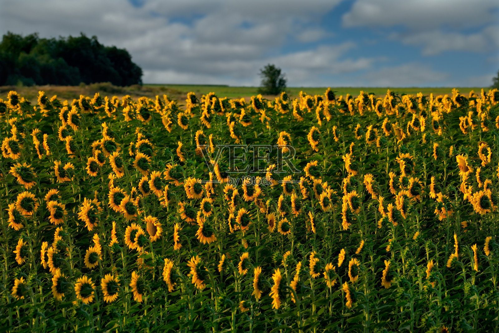 克拉斯诺达尔无尽的阳光灿烂的田野照片摄影图片