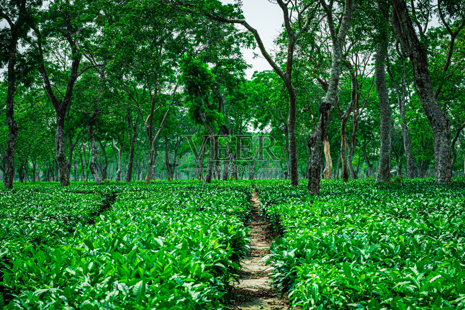 茶园以步行小径为主线，背景中有许多树照片摄影图片