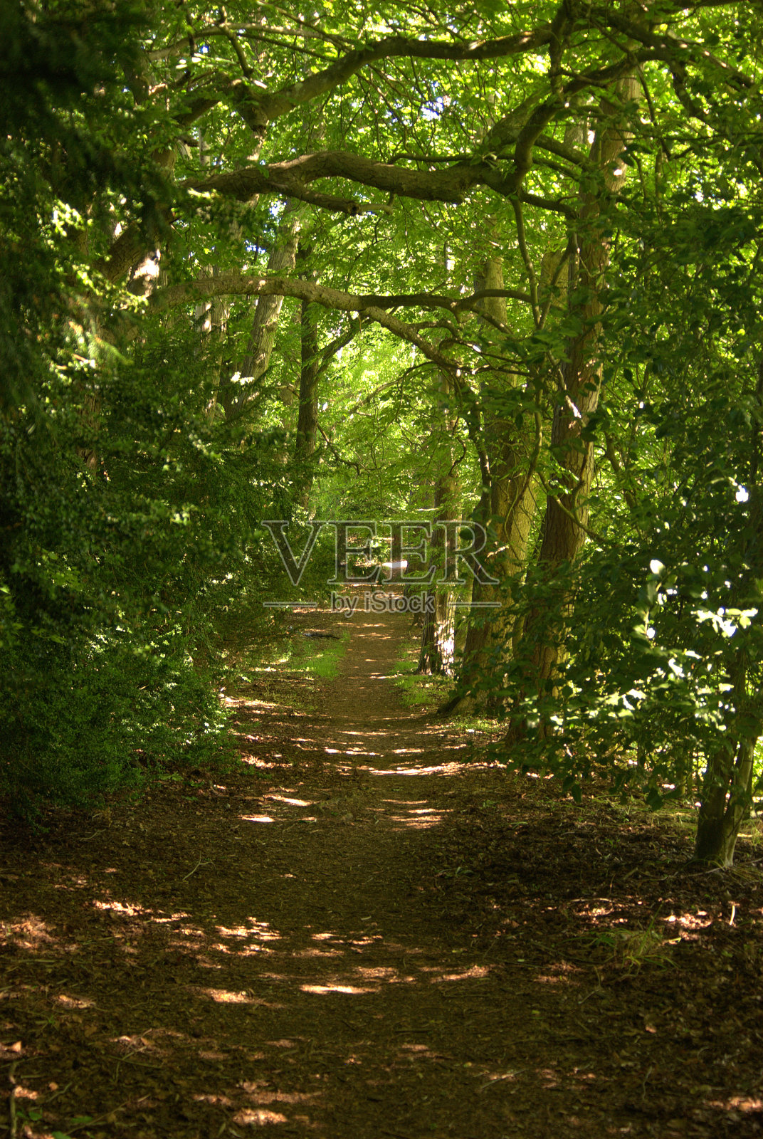 通往达尼克特威德河的林间小路照片摄影图片