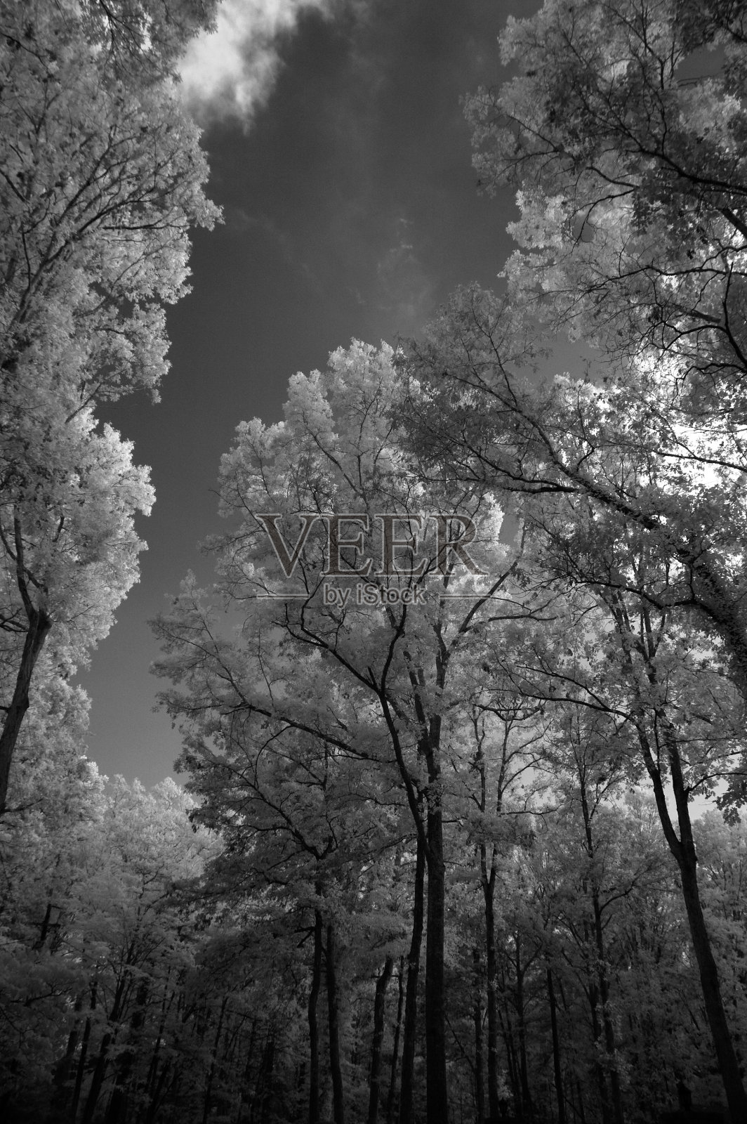 红外图像，树木和天空照片摄影图片