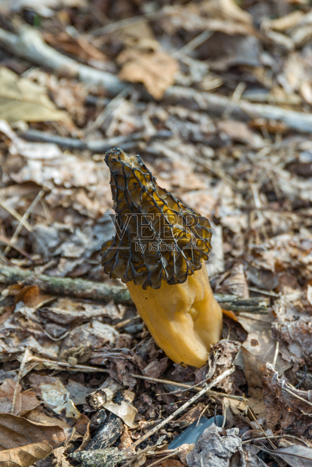 Stinkhorn蘑菇照片摄影图片