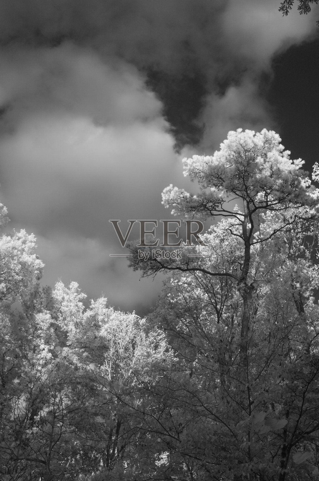 红外图像，树木和天空照片摄影图片