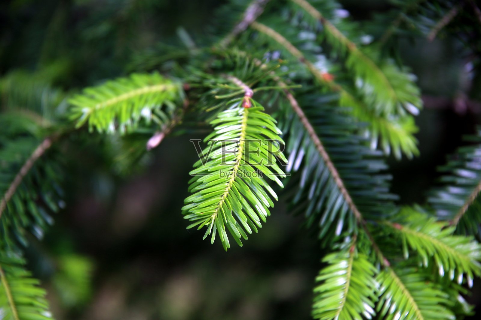 一个绿色的杉树枝在树林中的特写，与阴暗的背景照片摄影图片