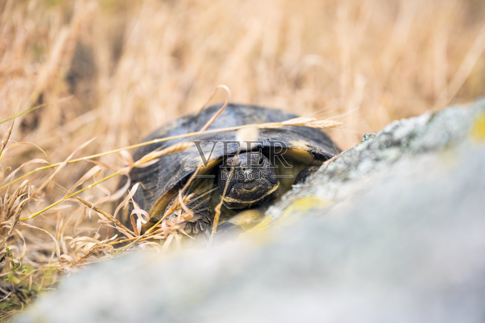 (选择性聚焦)一只撒丁岛边缘龟在野外行走的惊人画面。照片摄影图片