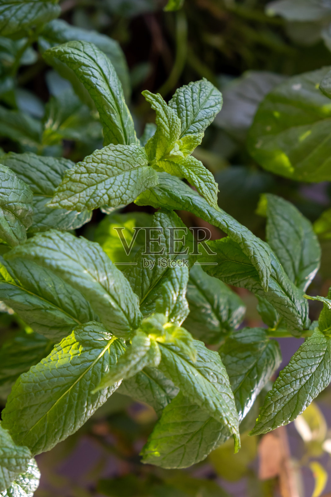 鲜绿薄荷、竹荚薄荷、薄荷等芳香绿色植物。垂直,关闭了。照片摄影图片