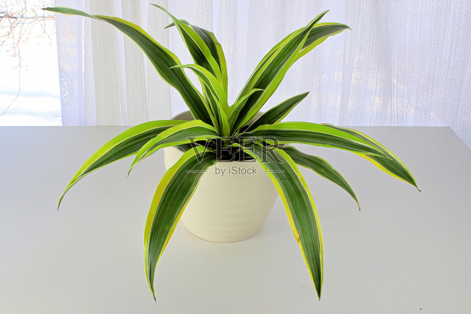 白色背景下的龙蜥植物特写照片摄影图片