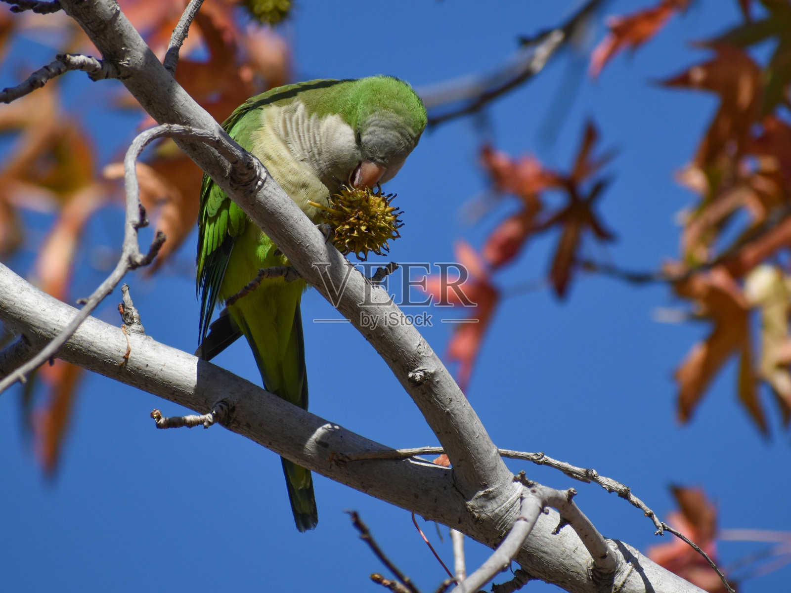 和尚鹦鹉正在吃一种看起来像冠状病毒的水果照片摄影图片