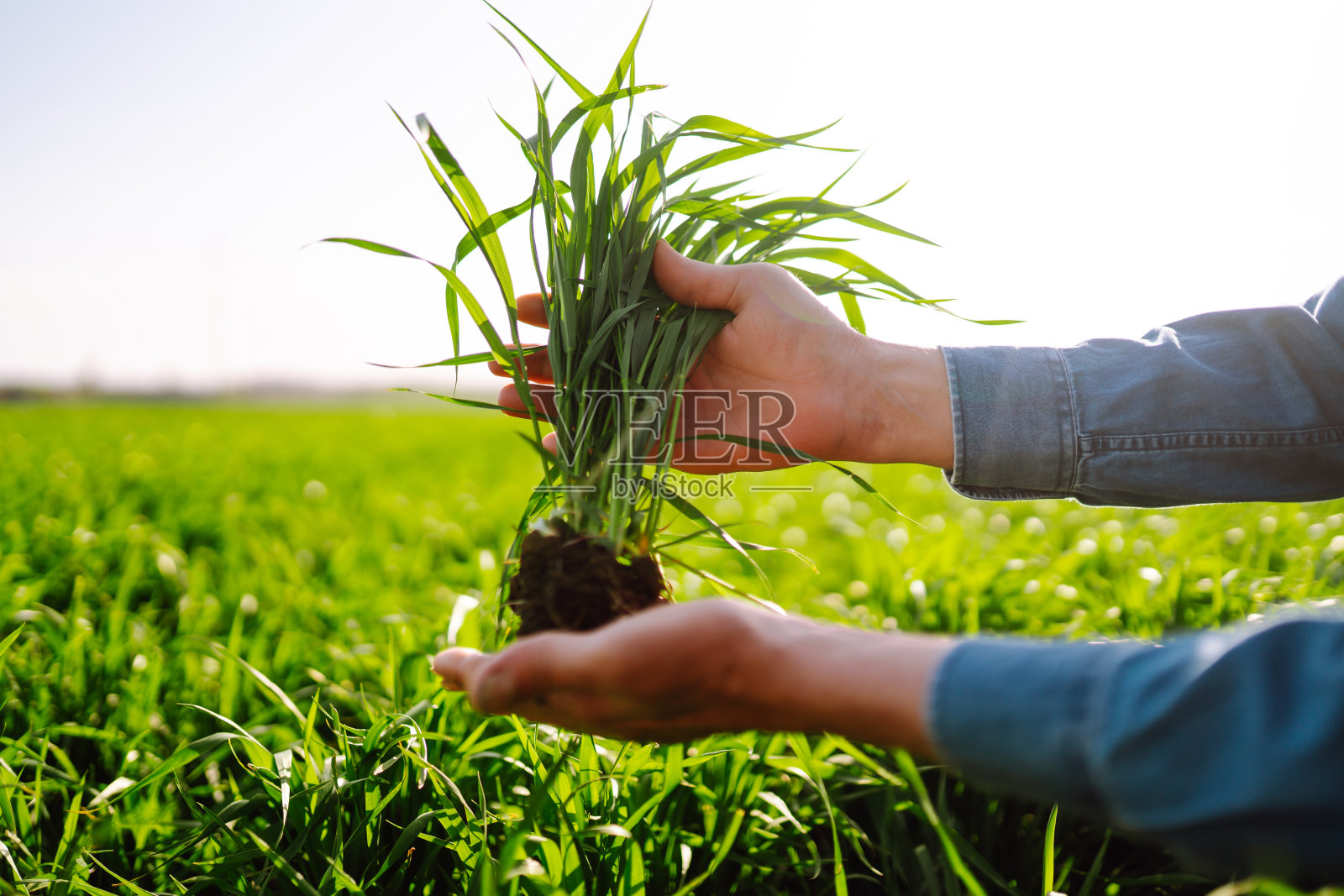 年轻的绿麦苗在农民手中。麦田里成熟的麦穗。照片摄影图片