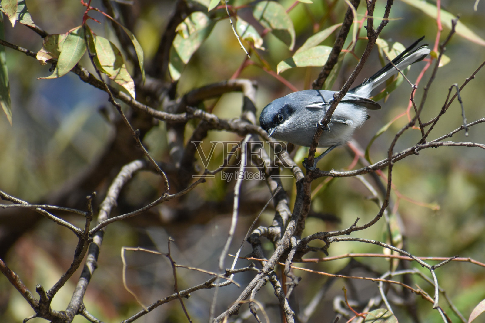 雄性蒙面捕蚊者(Polioptila dumicola)栖息在树上照片摄影图片