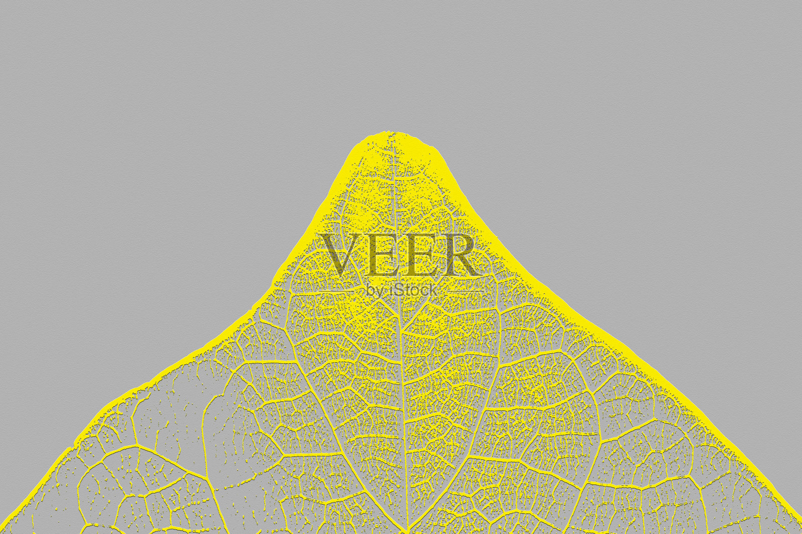 叶2 e照片摄影图片