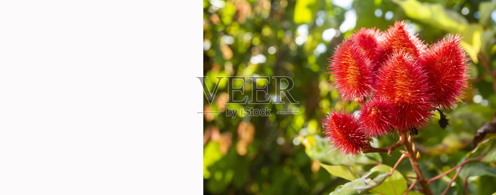 花园里有花的Achiote植物- Bixa orellana照片摄影图片