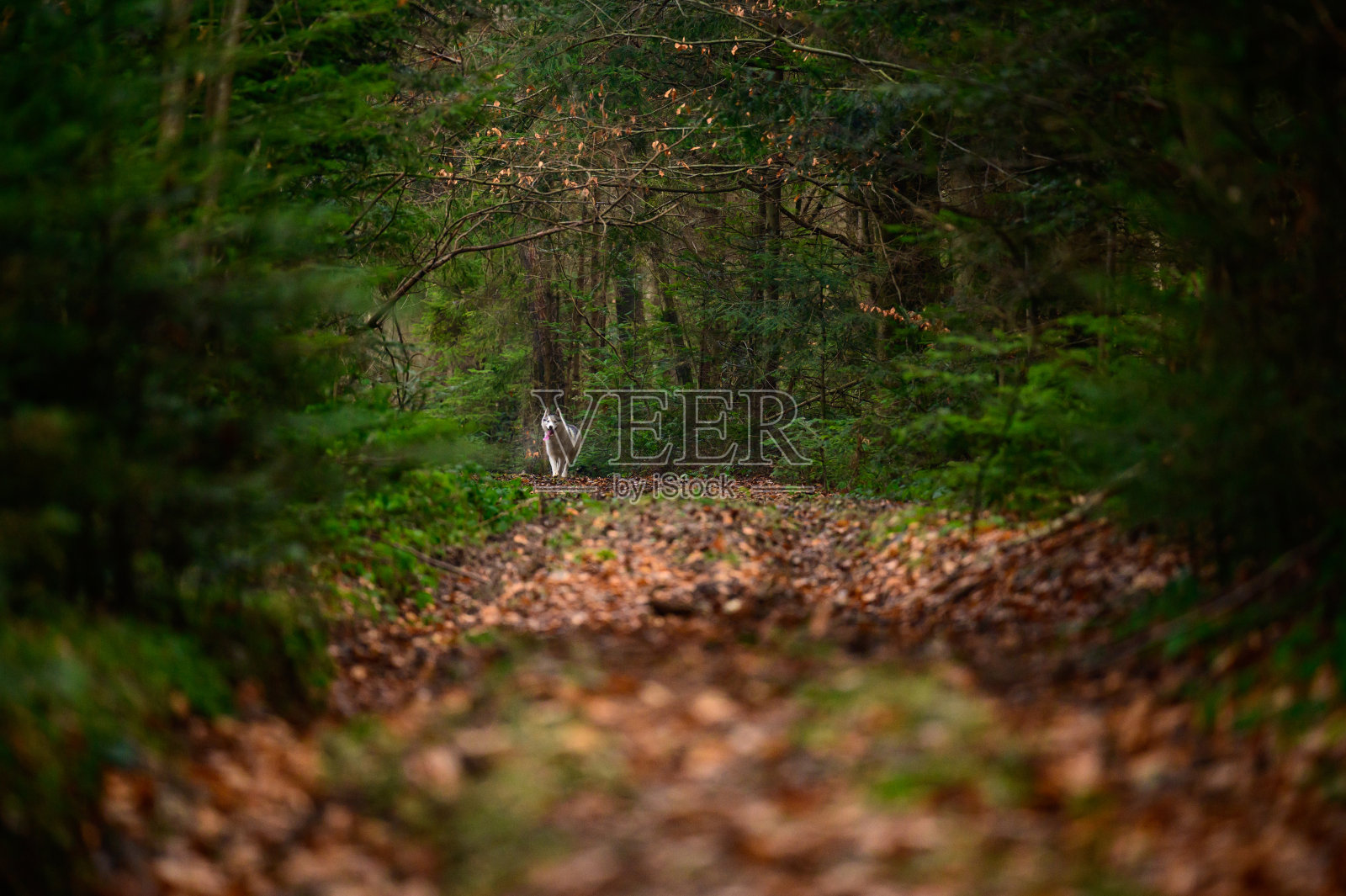 快乐的哈士奇在秋天的森林里奔跑，慢跑的狗在树林里奔跑，捕食者在捕猎。照片摄影图片