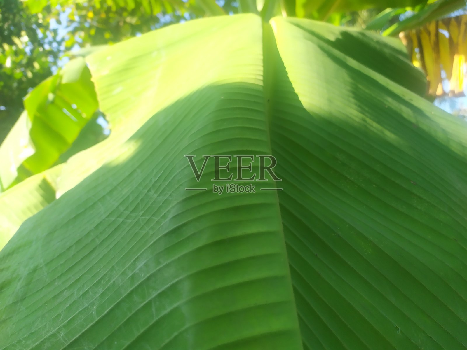 香蕉叶子照片摄影图片
