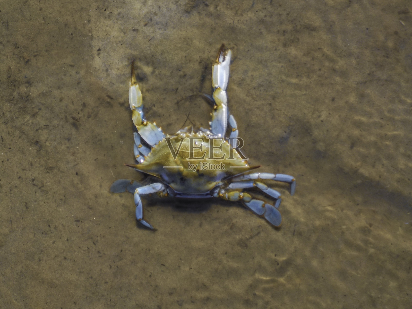 蓝蟹照片摄影图片