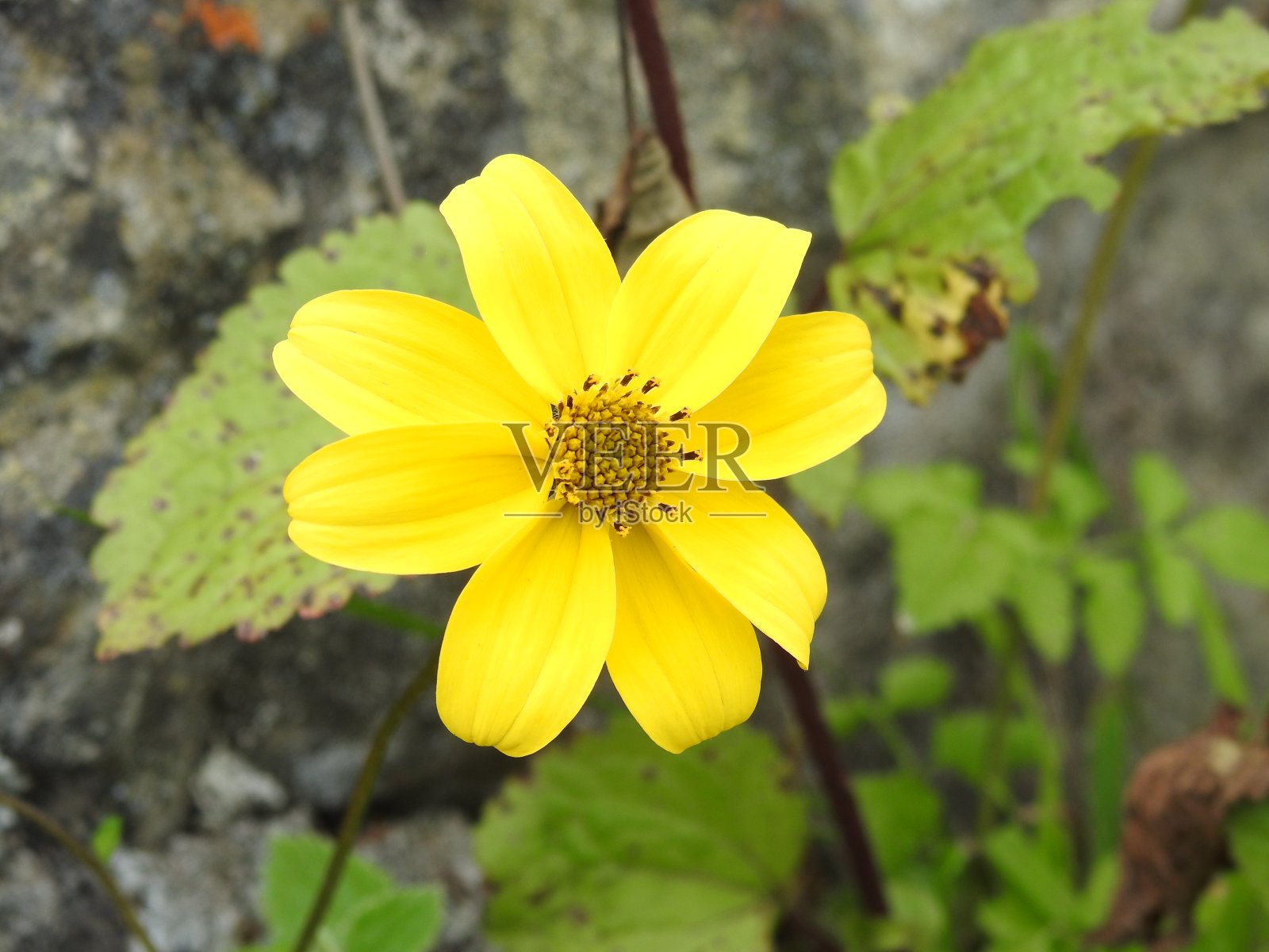 田野上盛开的黄花在夕阳的背景照片摄影图片