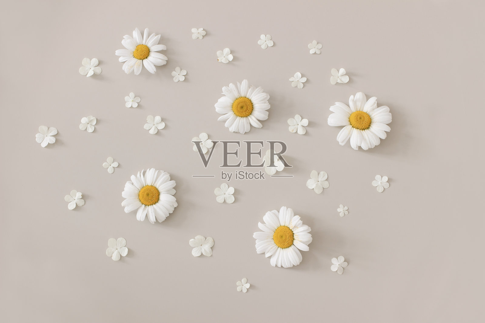 美丽的小枝，夏日花香的图案。在米色背景下分离的白色氧雏菊和荚蒾开花花的组成。自然设计，平面铺设，俯视图。照片摄影图片