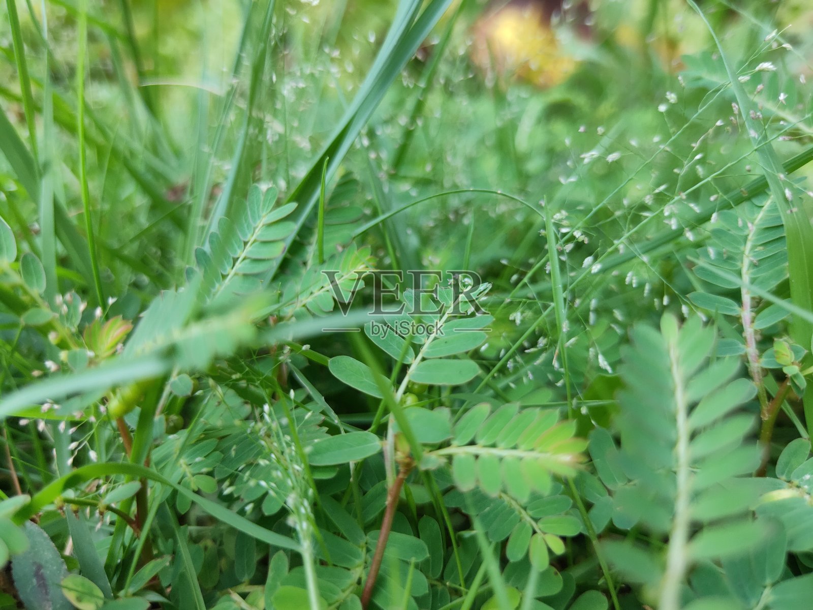 野草照片摄影图片
