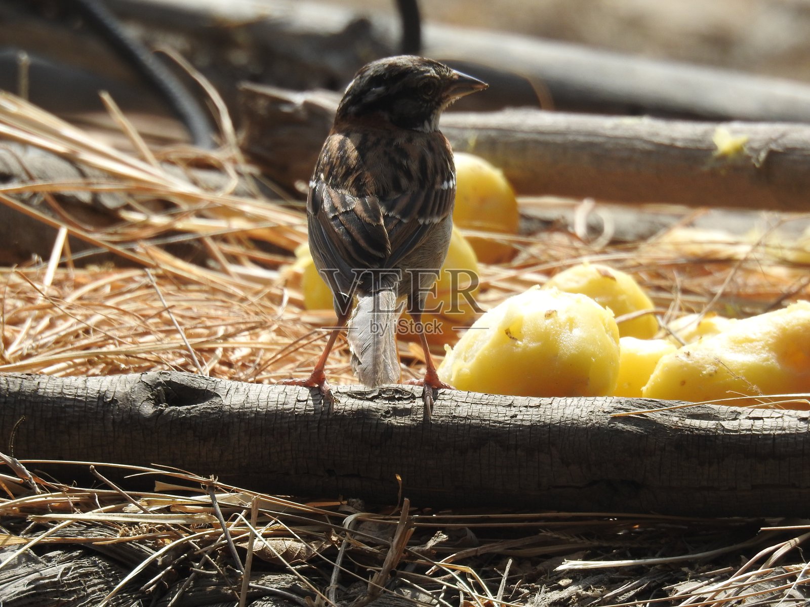 小麻雀站在老木头上照片摄影图片