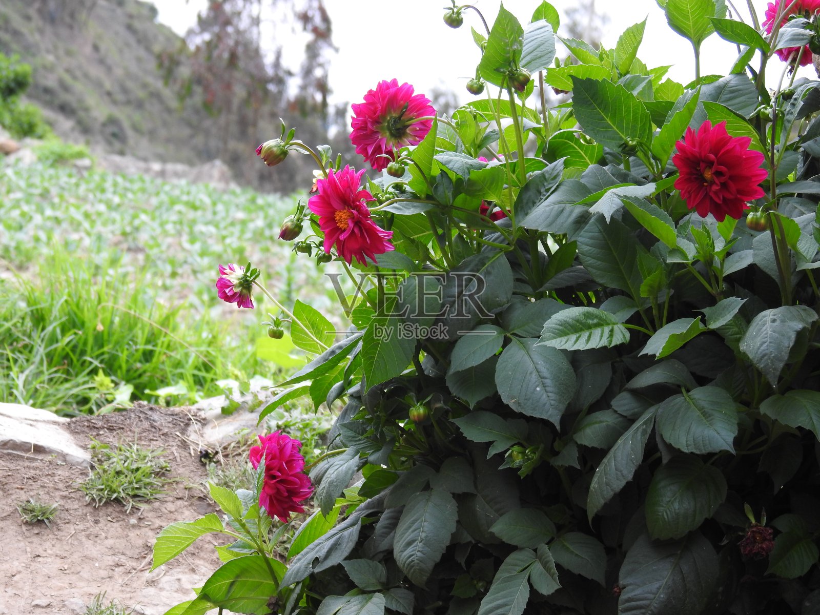 花园里美丽的大丽花照片摄影图片
