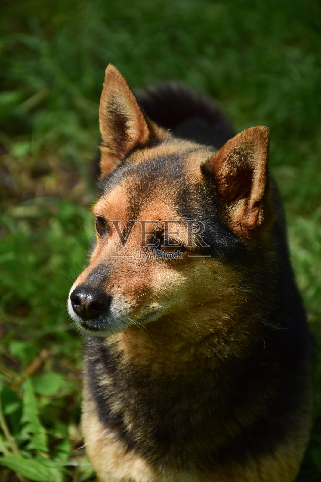 一只小狗在公园里绿色明亮的草地上向左看。背景非常模糊照片摄影图片