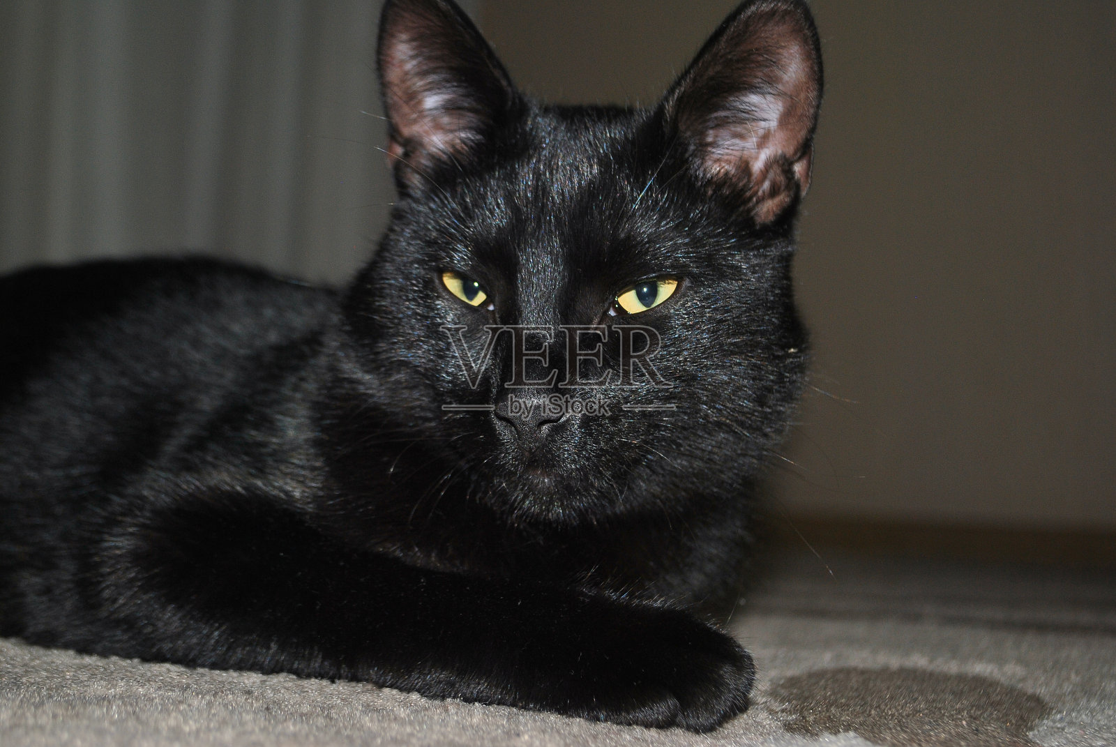 一只黄眼睛的黑猫躺在地毯上的地板上，看着摄像机。照片摄影图片