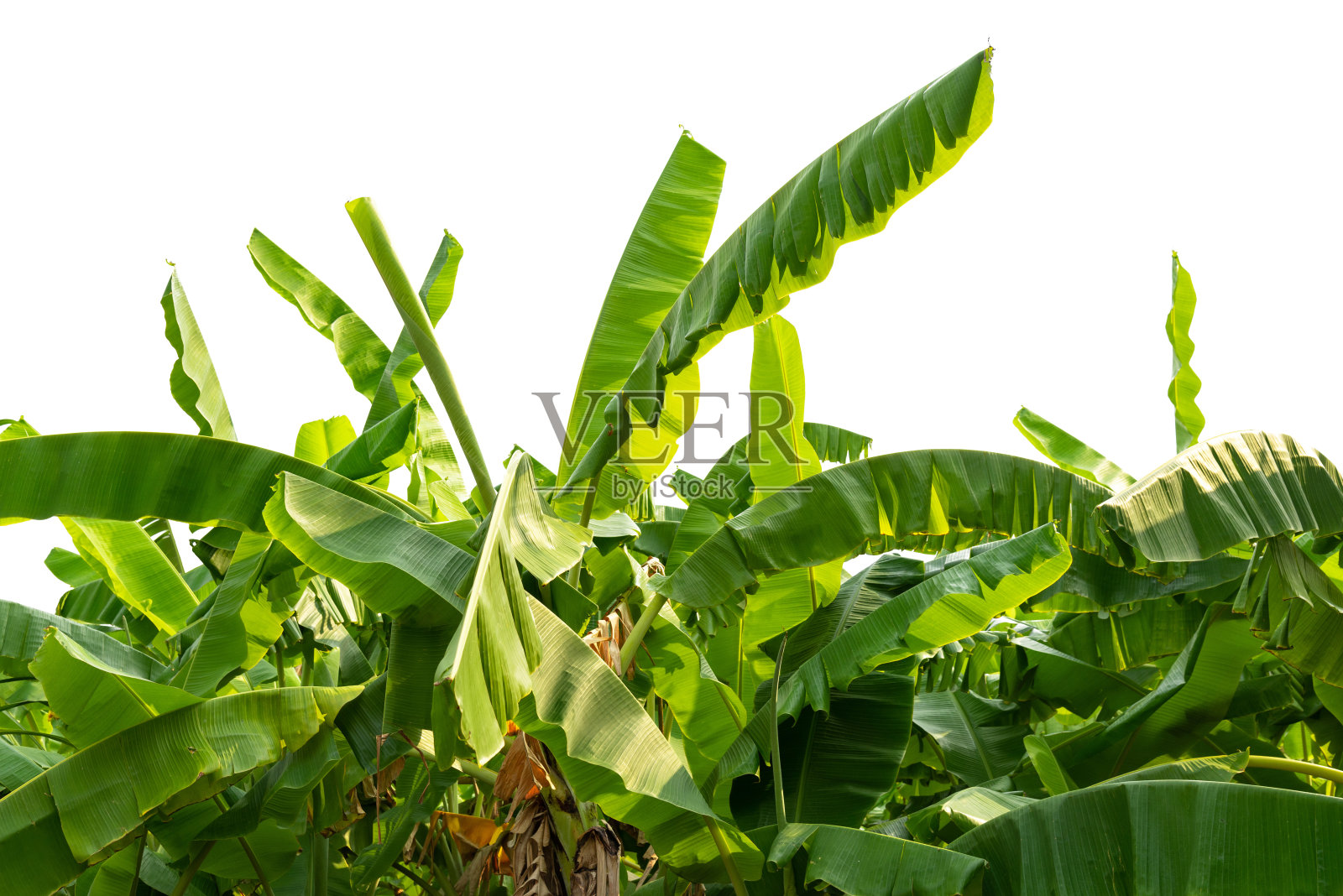 绿色的芭蕉叶孤立在白色的背景照片摄影图片