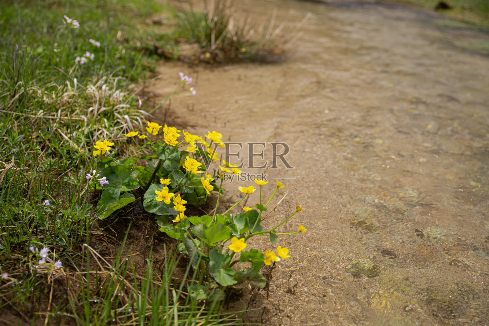 黄花植物野外特写照片摄影图片
