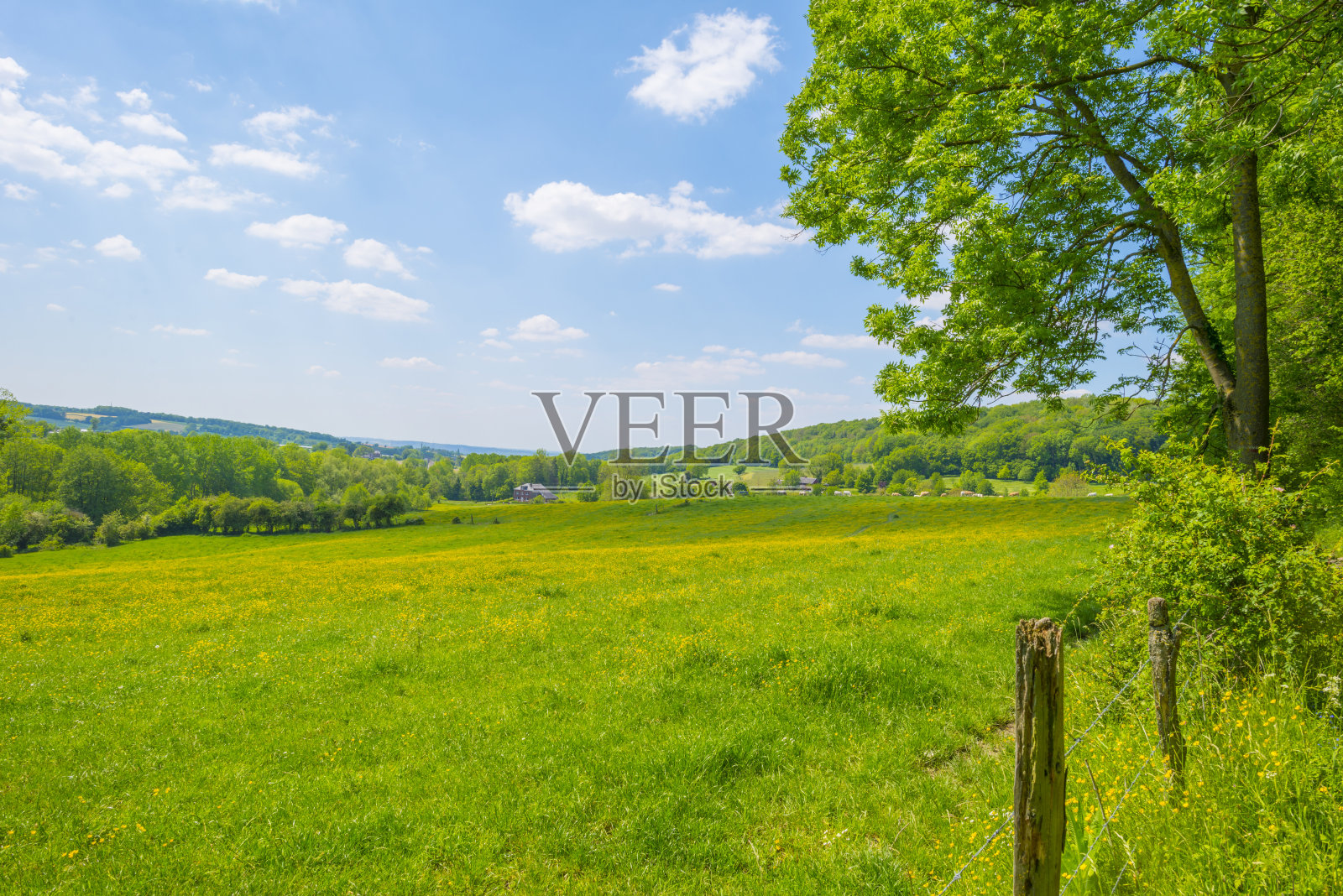 田野和树木在一个绿色的丘陵草地景观下的蓝天在春天的阳光照片摄影图片