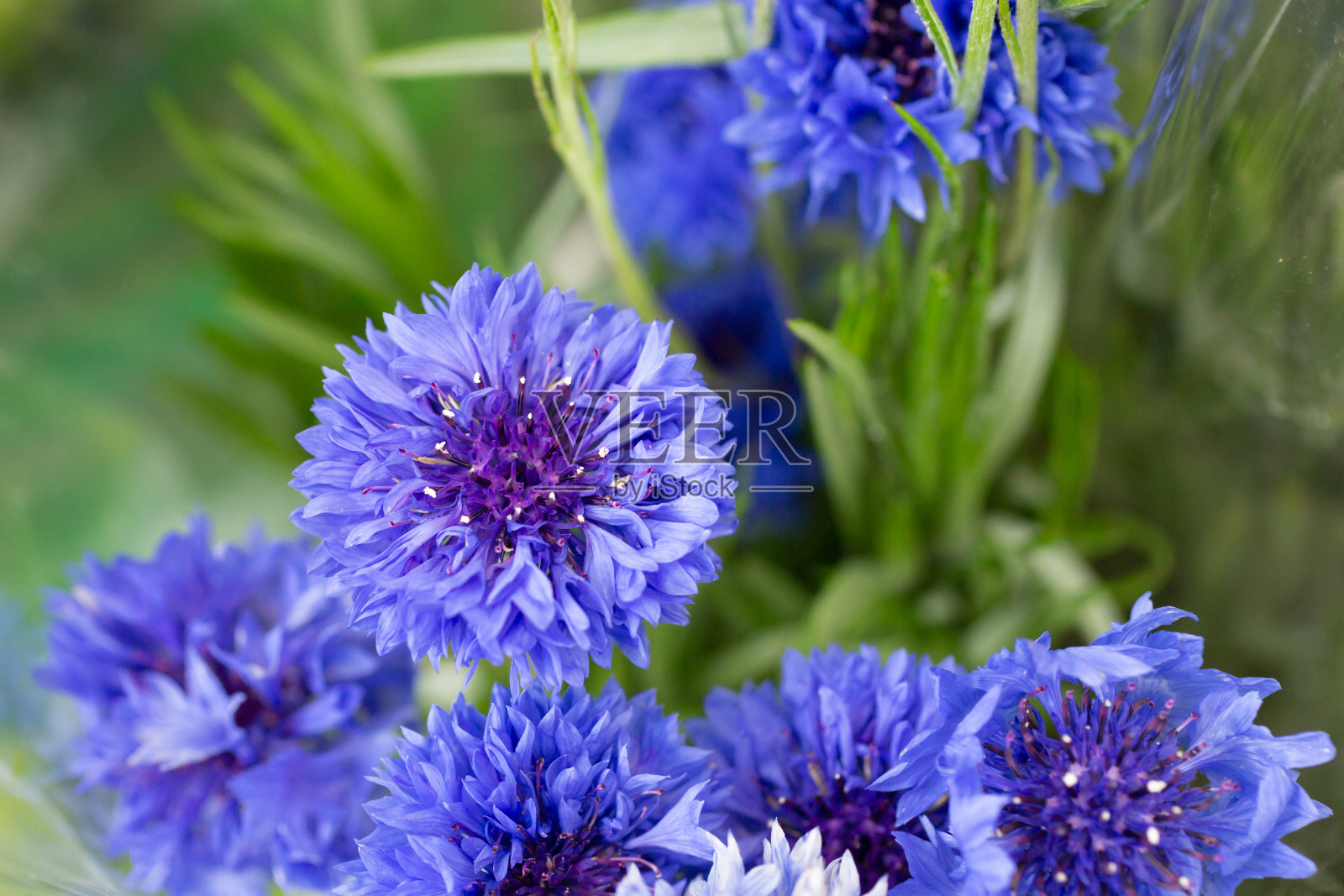 矢车菊照片摄影图片