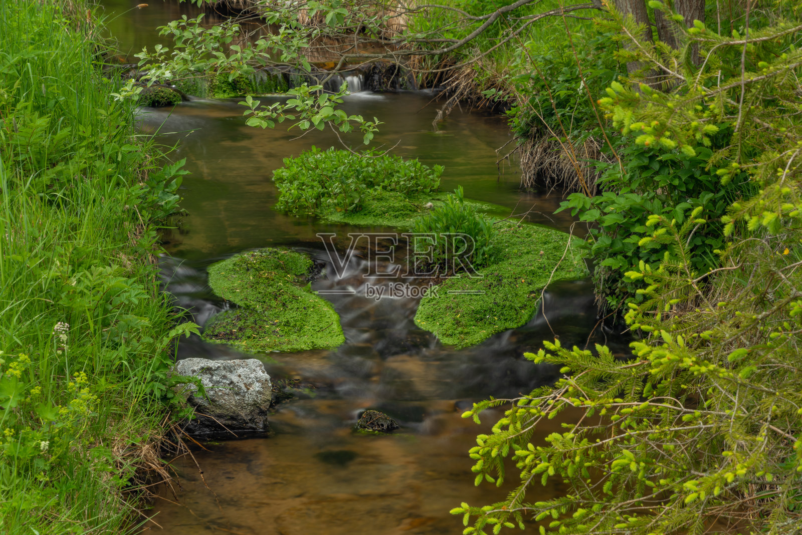 苏玛瓦国家公园里的米里科夫斯基溪，春色的早晨照片摄影图片